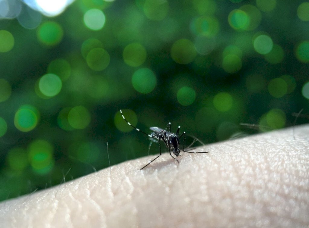 Catarinenses enfrentam epidemia de Dengue simultânea à pandemia de Covid-19