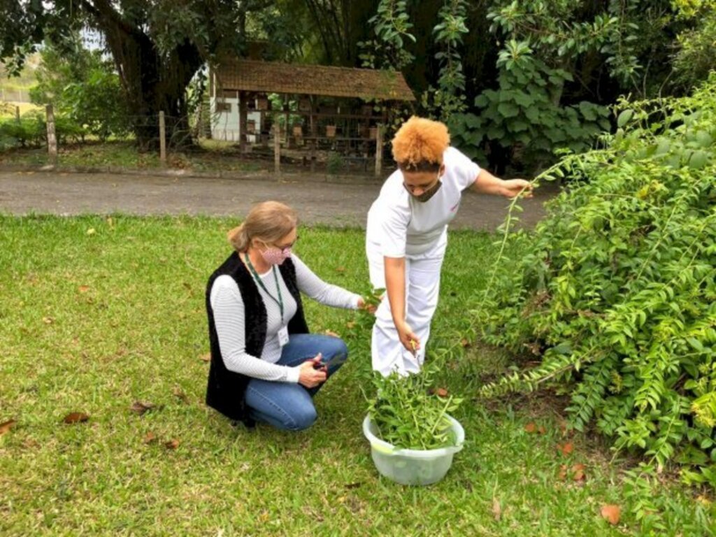 Epagri inclui ora-pro-nóbis em cestas básicas oferecidas a famílias