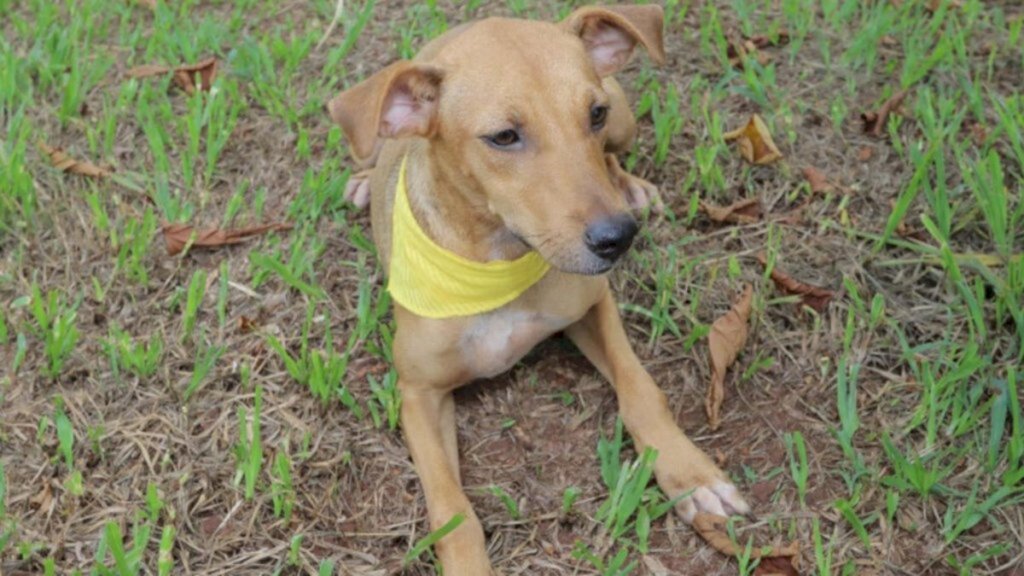 SFS: Bem Estar Animal promove Feira para Adoção de cães