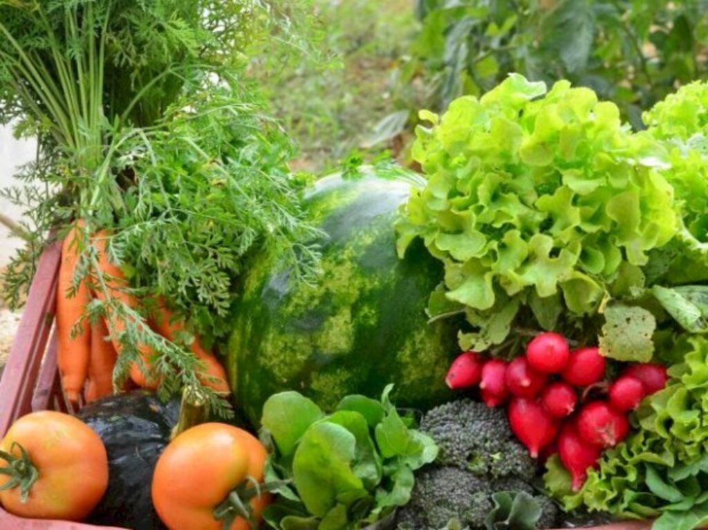 Agricultura Familiar qualifica a alimentação escolar em São Bento do Sul