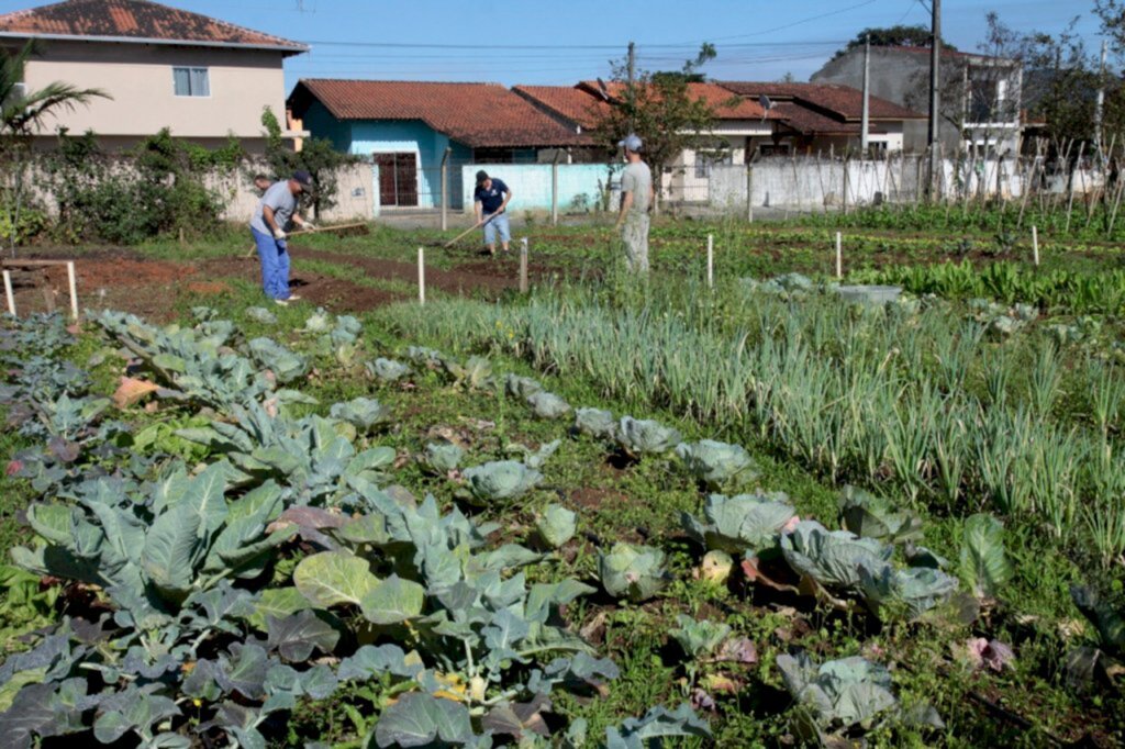 Prefeitura envia para Câmara projeto Plantando Saúde para fomentar e ampliar hortas comunitárias