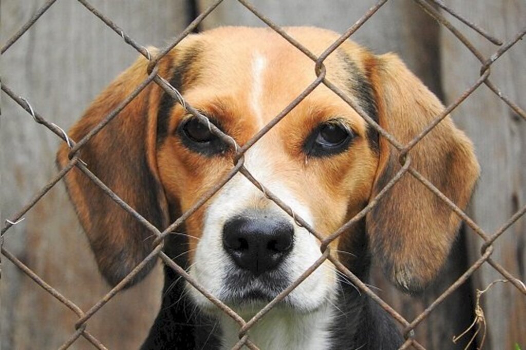 Homem que jogou cão por cima de muro de ONG é condenado em Joinville