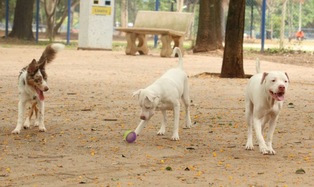 Ministério determina recolhimento de petiscos para cães