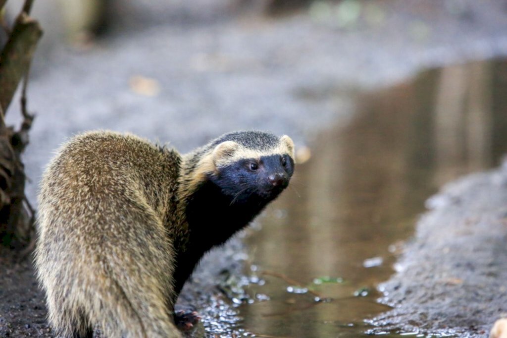 Prefeitura de Joinville lança votação de nome para furão morador do Zoobotânico