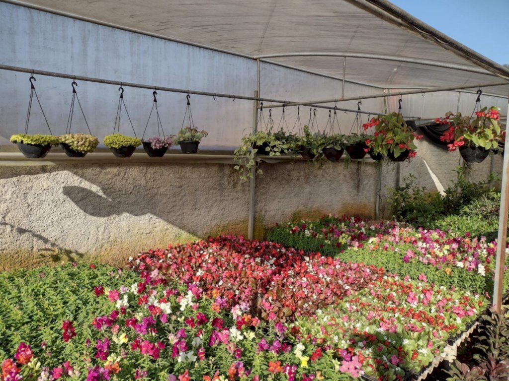 Feira de mudas frutíferas e ornamentais será realizada de sexta a domingo, em Joinville