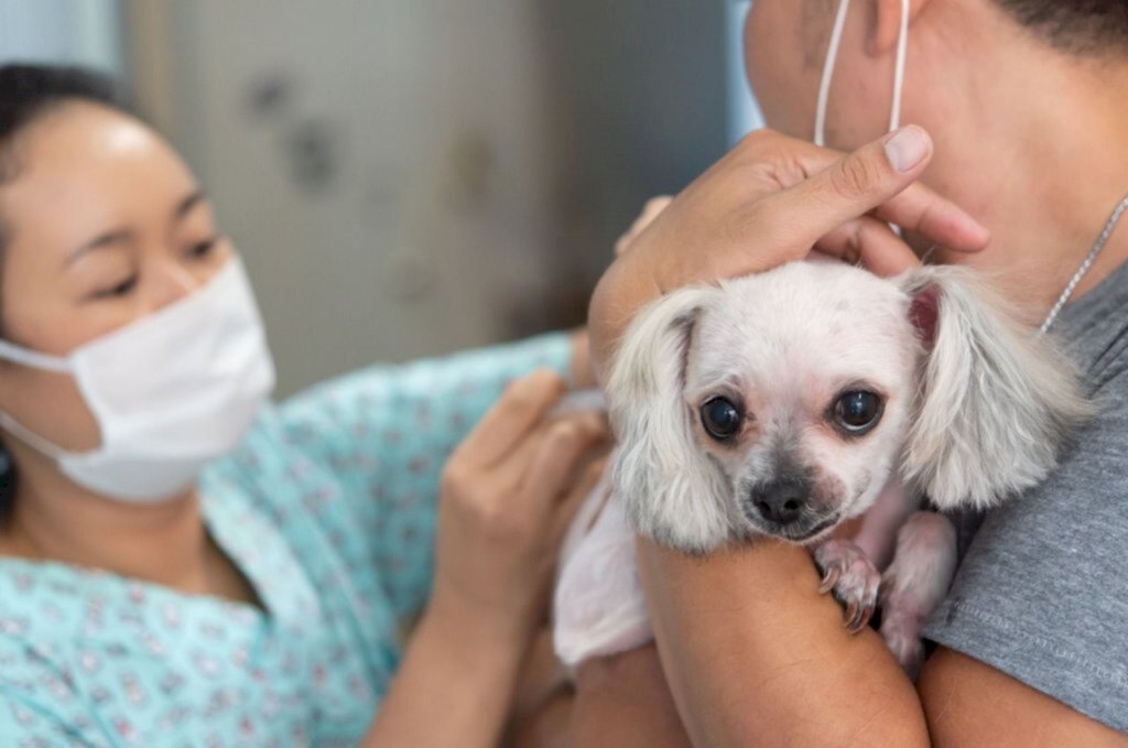 Mutirão de microchipagem de cães e gatos será realizado neste sábado no Morro do Meio