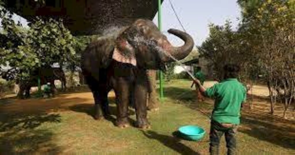 Elefante pisoteia idosa e invade o seu funeral, na Índia