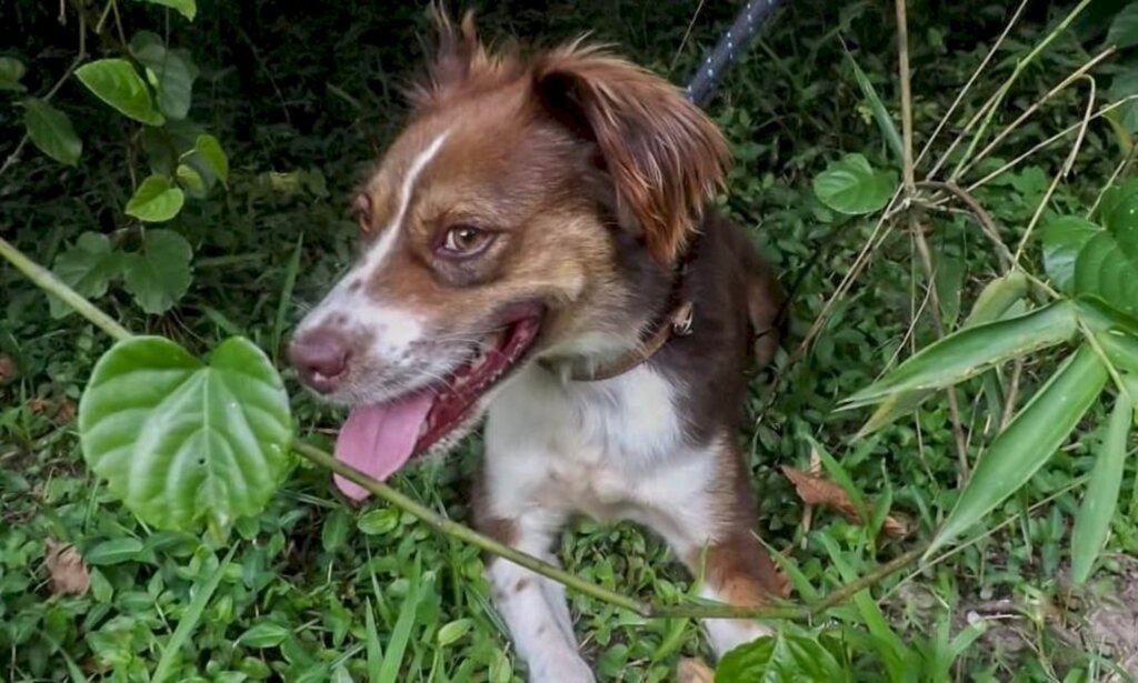 Centro de Bem-estar Animal de Joinville promove feira presencial de adoção de animais