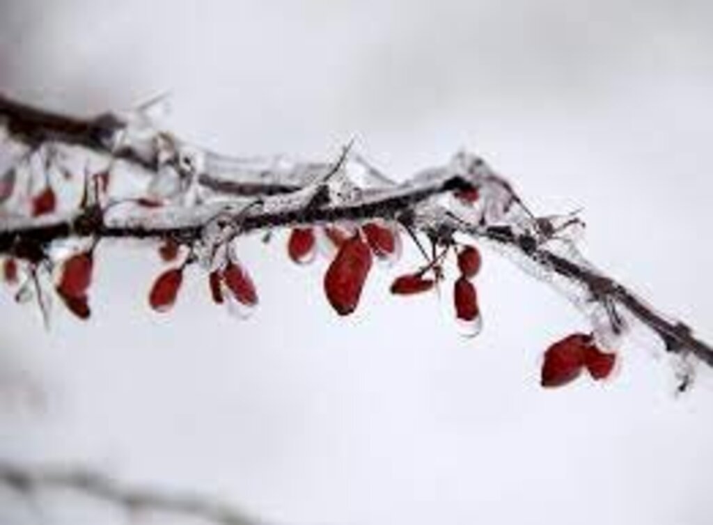 Fim de maio com geada e chance de precipitação invernal no Sul