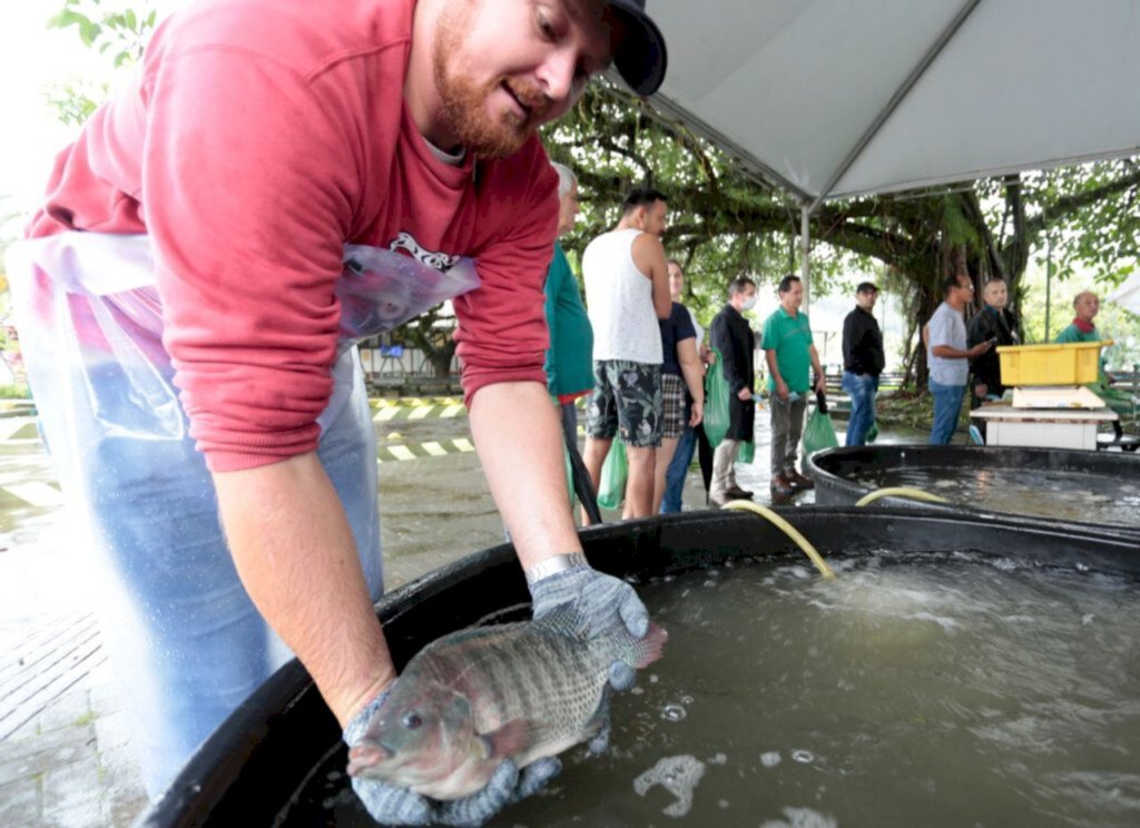 Feira do Peixe Vivo ocorre no Mercado Público de Joinville nesta quinta e sexta-feira