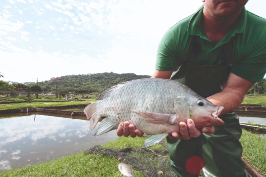 Feira do peixe vivo ocorre na quinta e sexta-feira na Praça do Mercado Público