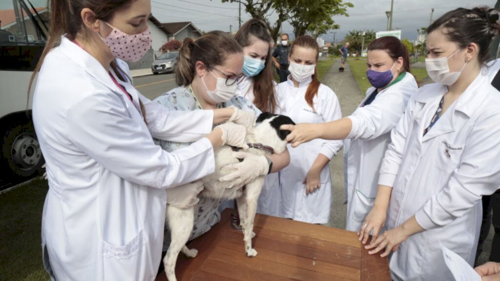 Prefeitura promove mutirão de microchipagem de cães e gatos no bairro João Costa