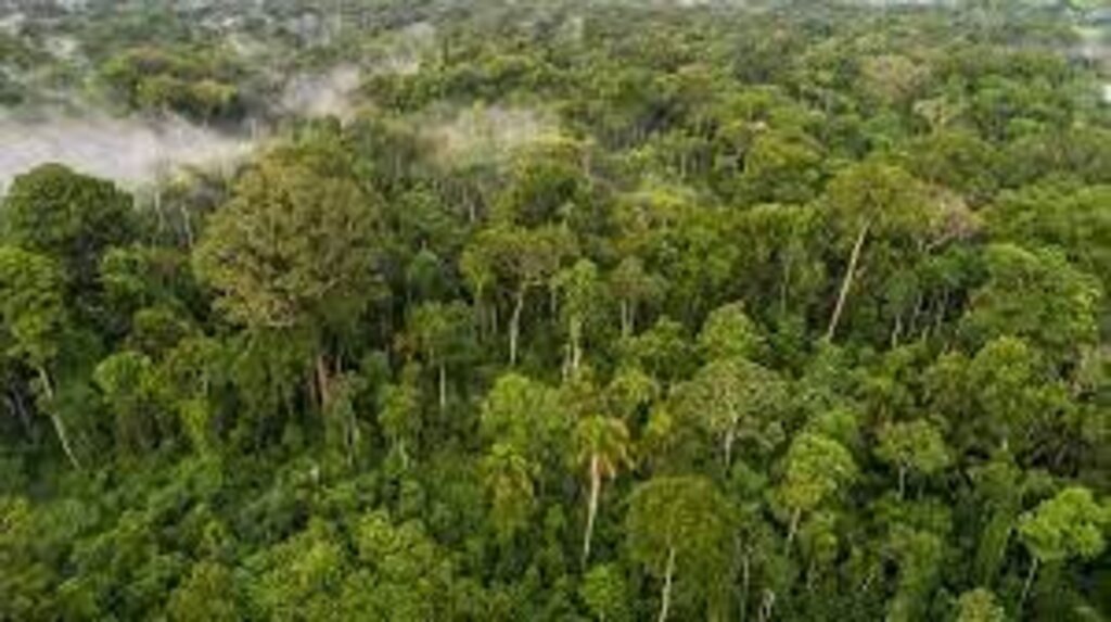 Irmãos de 6 e 8 anos passam 26 dias perdidos na Amazônia