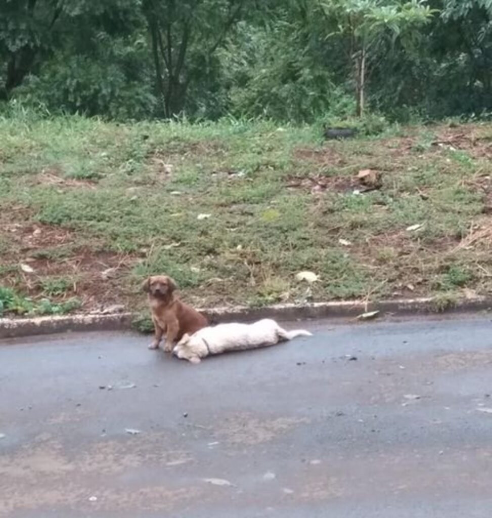 Cão passa o dia ao lado de amigo atropelado e viraliza