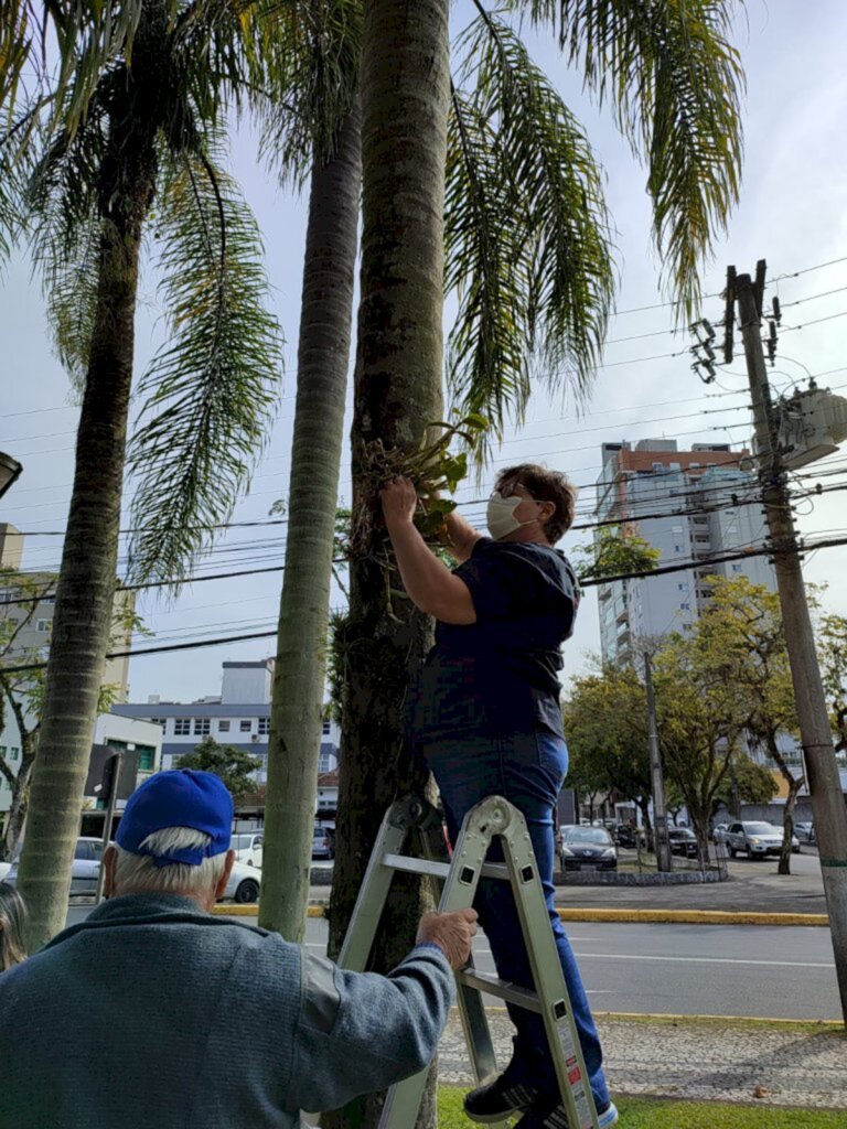 Ajao realiza mutirão de plantio de orquídeas para presentar Joinville na semana de aniversário da cidade