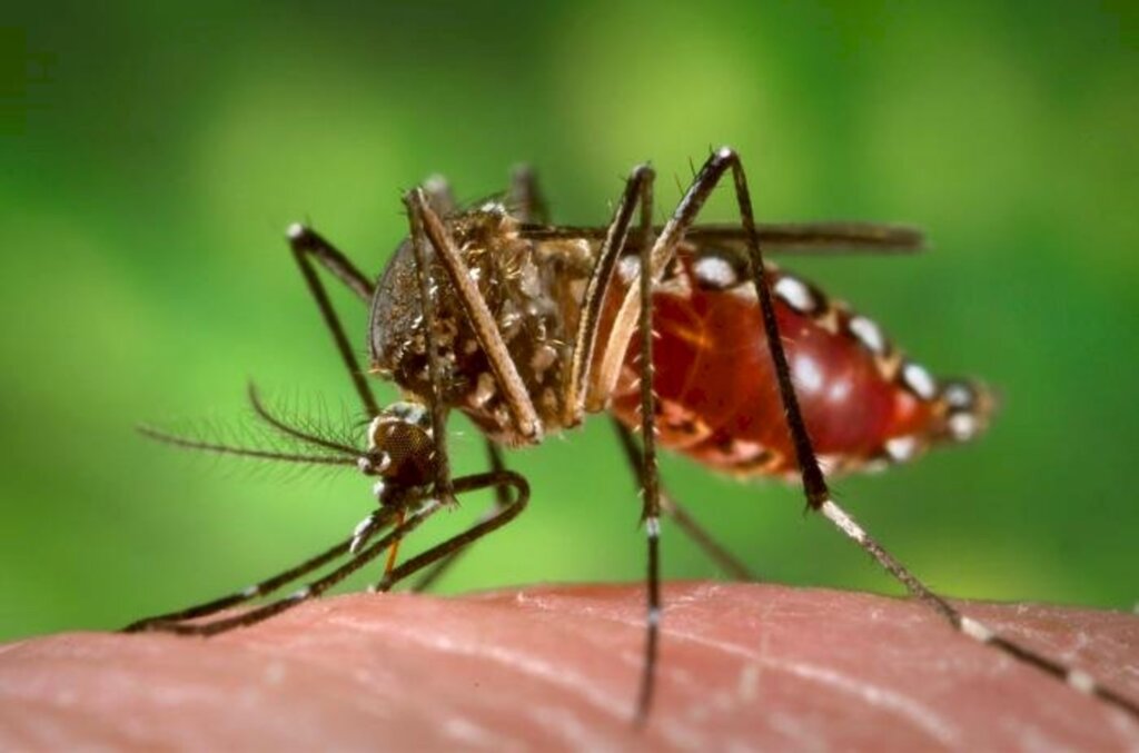 Confirmado  primeiro óbito por dengue no estado em 2022