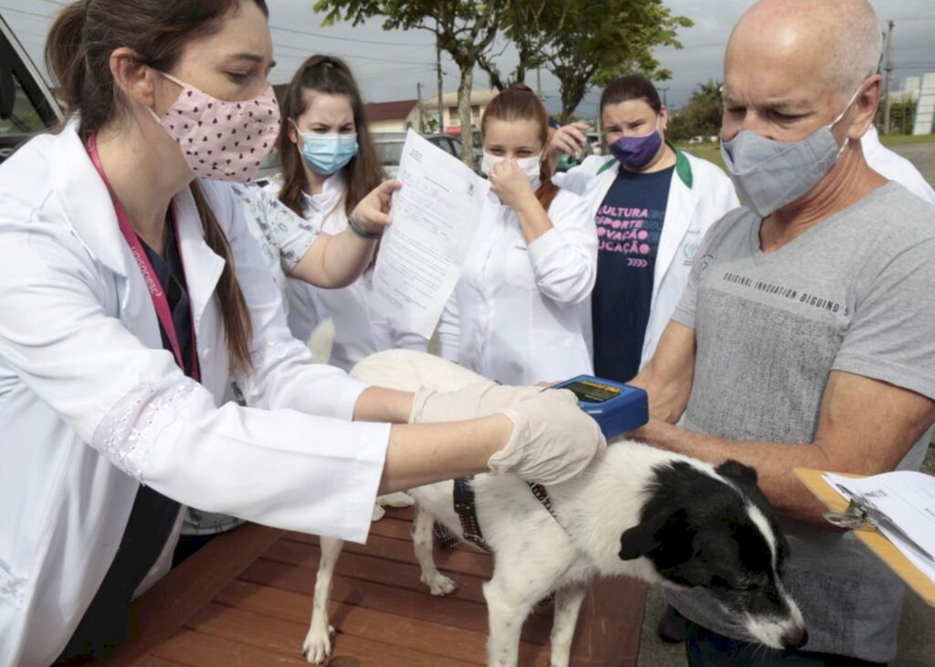 Morro do Amaral tem mutirão para microchipar cães e gatos neste fim de semana