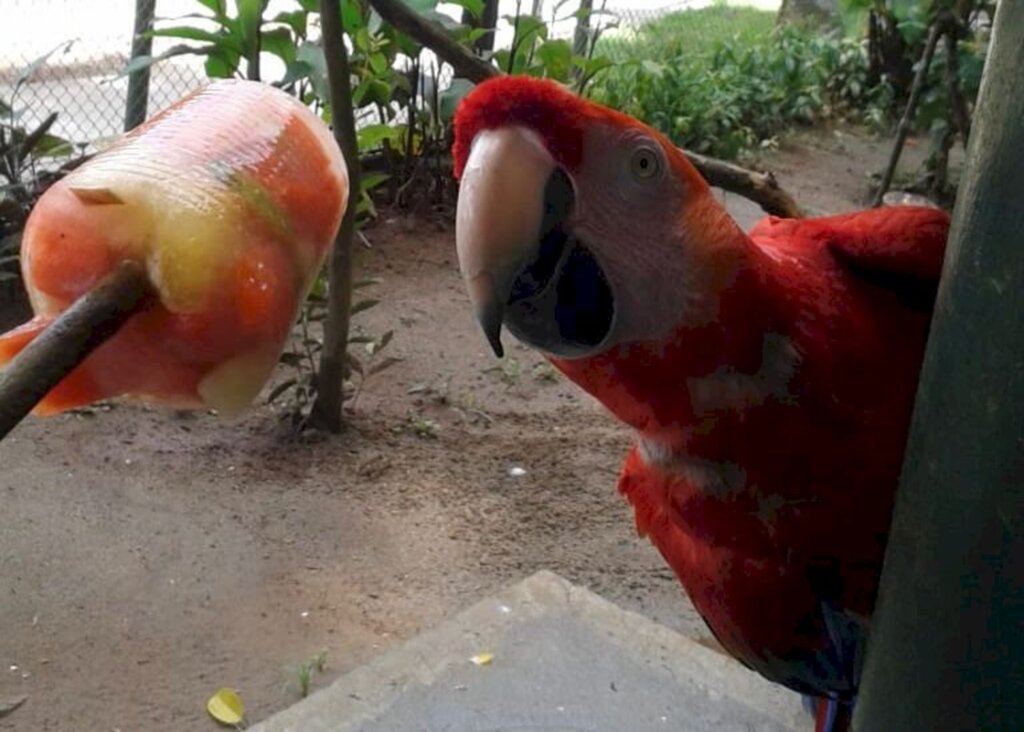 Animais do Zoobotânico recebem 'picolés' para aliviar o calor