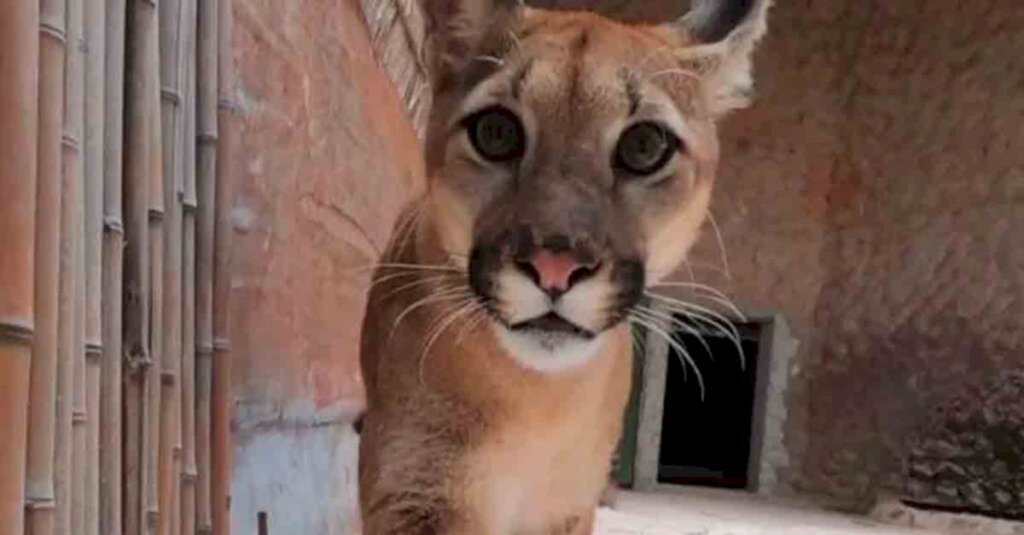 Onça foge e zoológico de Brasília é evacuado