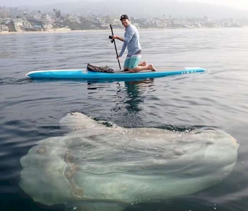 Atleta flagra e faz foto com peixe-lua gigante