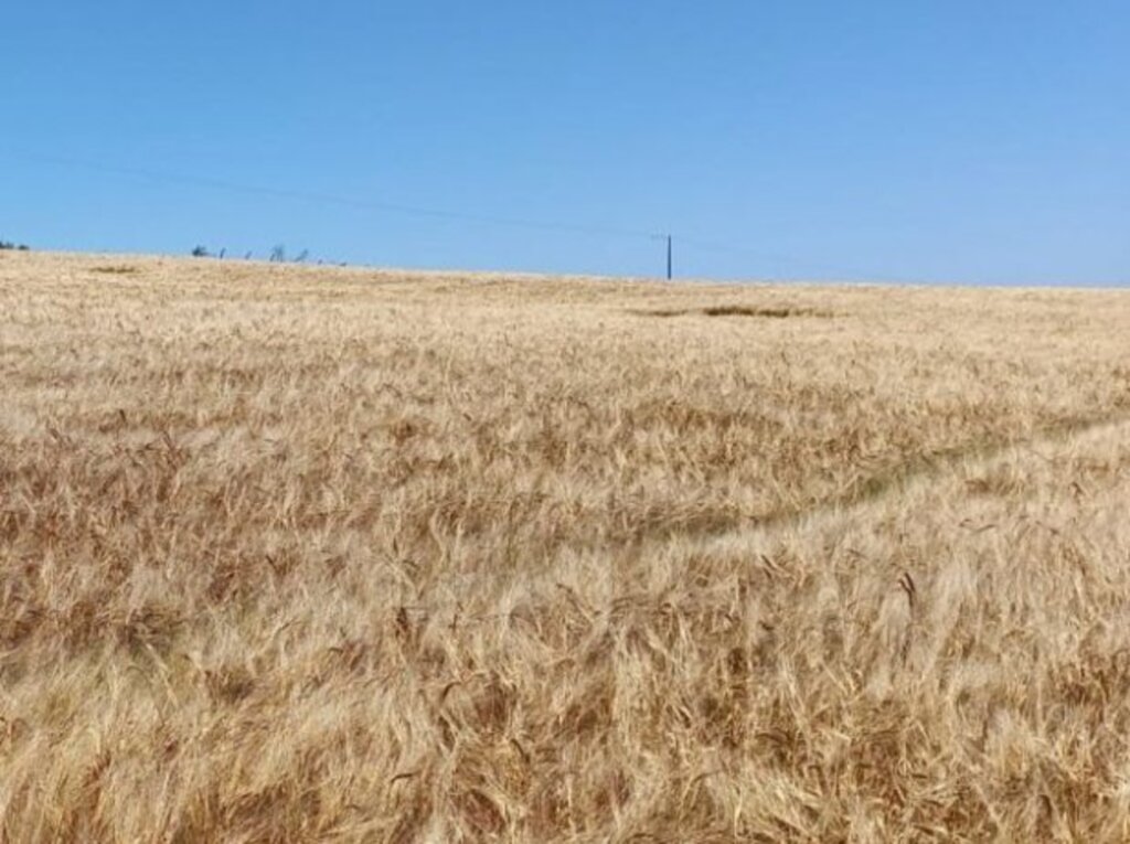 Divulgação / Epagri - 