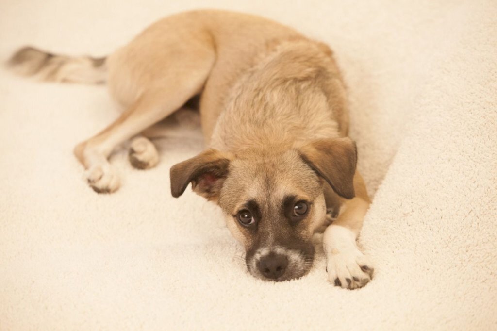 Dezembro Verde é mês de conscientização contra o abandono de animais