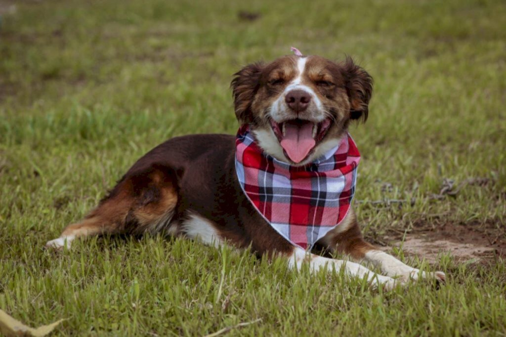 Centro de Bem-estar Animal de Joinville realiza Feira de Adoção de cães neste sábado