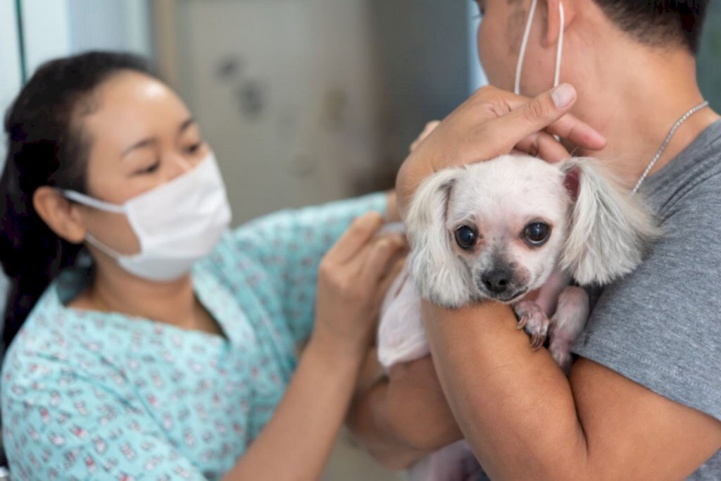 Prefeitura de Joinville vai realizar mutirão para microchipar animais de estimação