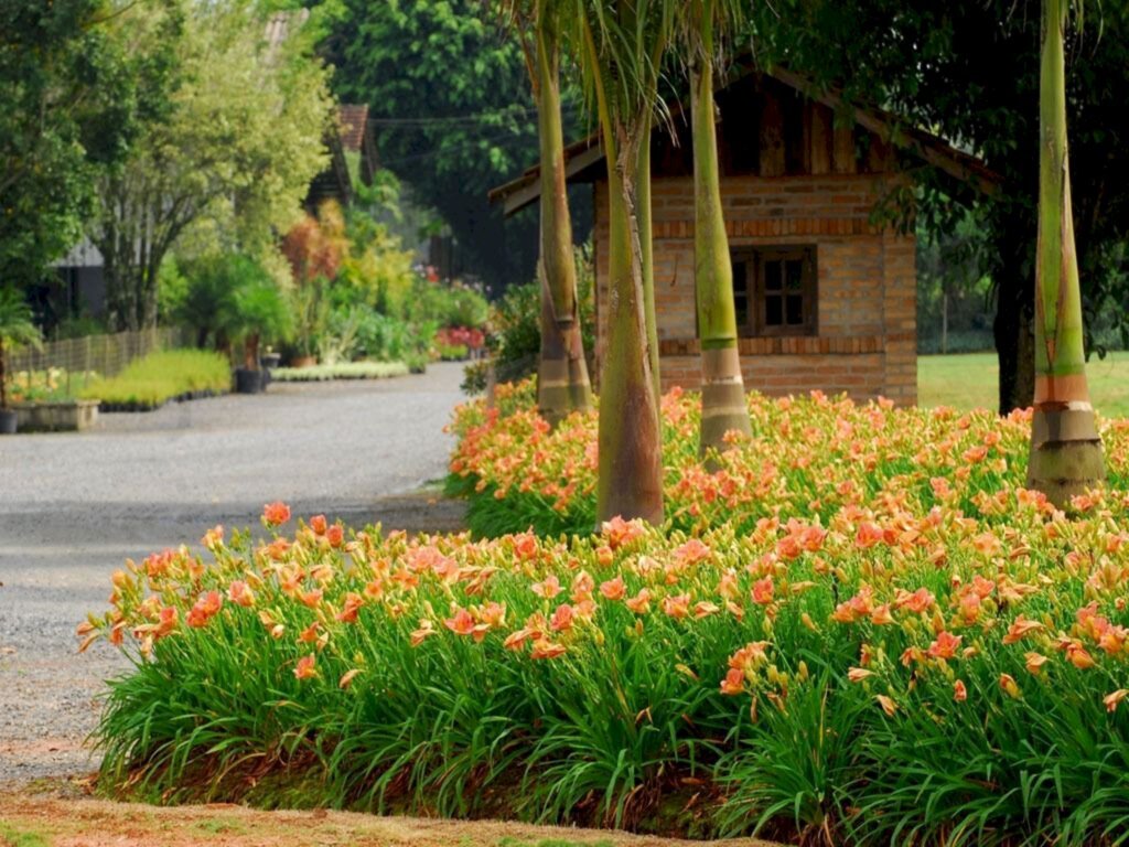 Festival dos Hemerocallis integra o Novembro das Flores