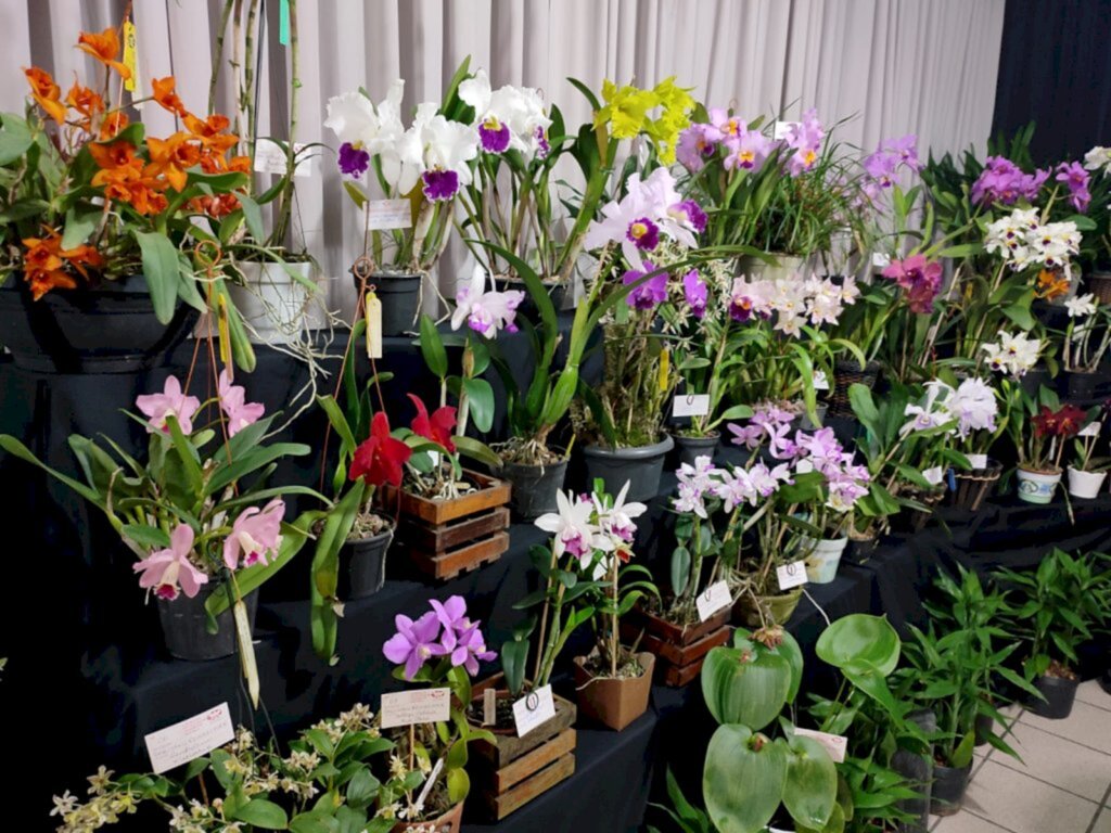 Joinville terá Festival de Orquídeas e Flores da Ajao para matar a saudade da Festa das Flores