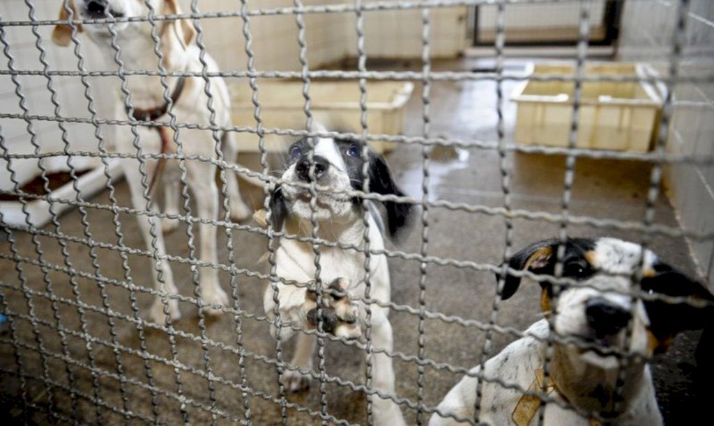 Sancionada lei que proíbe eutanásia de cães e gatos de rua