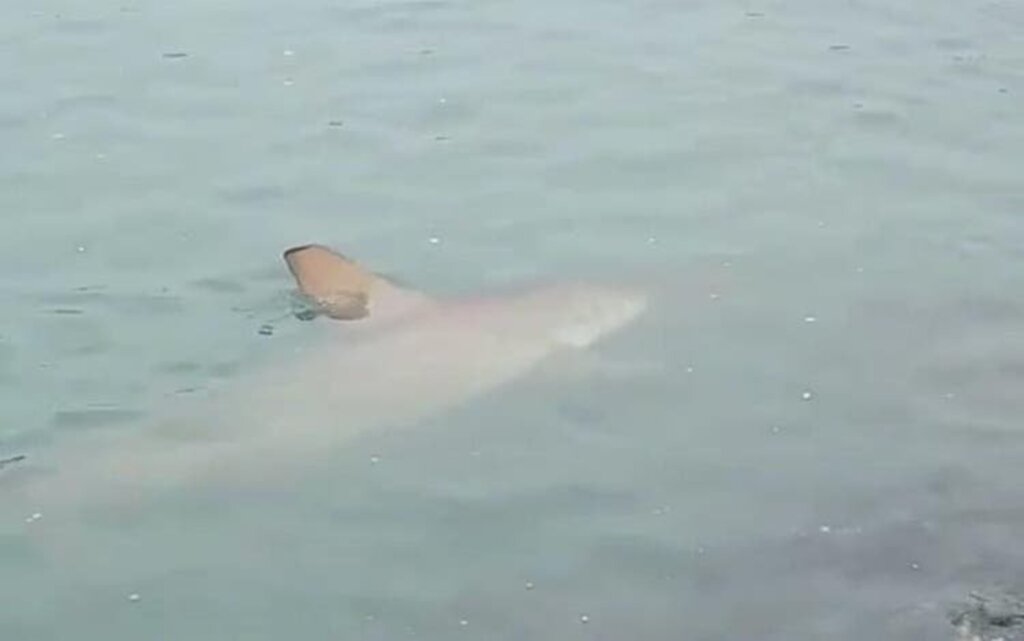 Tubarão é visto nadando em área de alargamento da praia de Balneário Camboriú