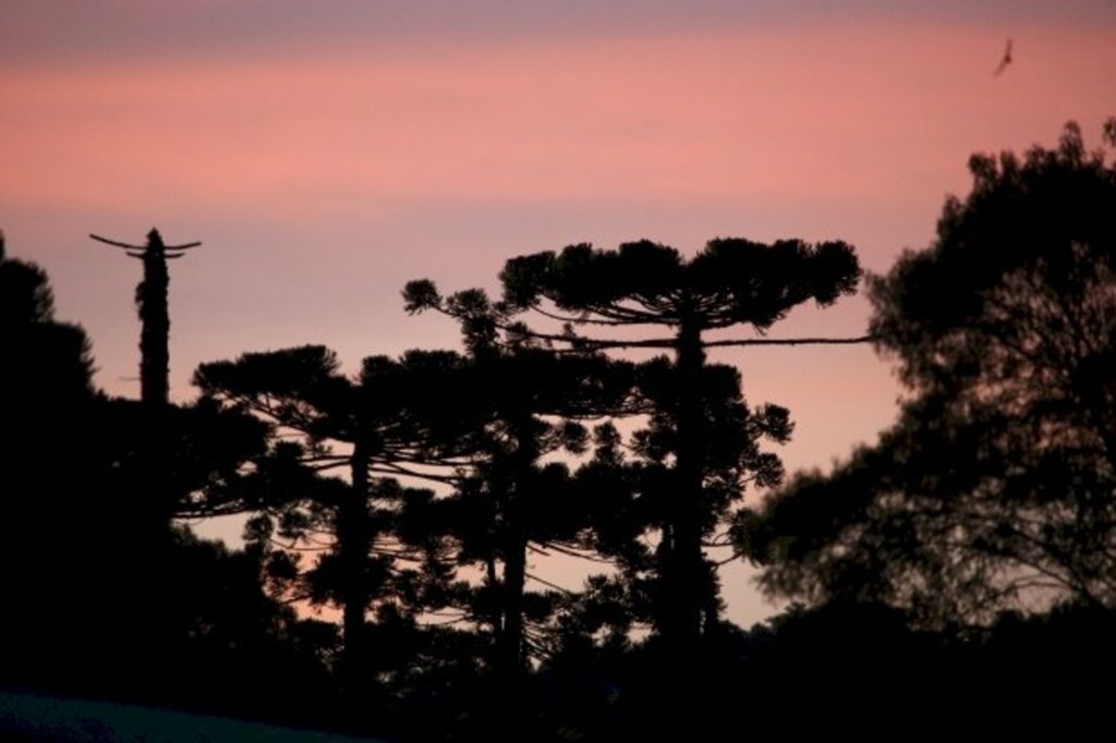 Parque Estadual das Araucárias volta a receber público a partir desta quinta-feira