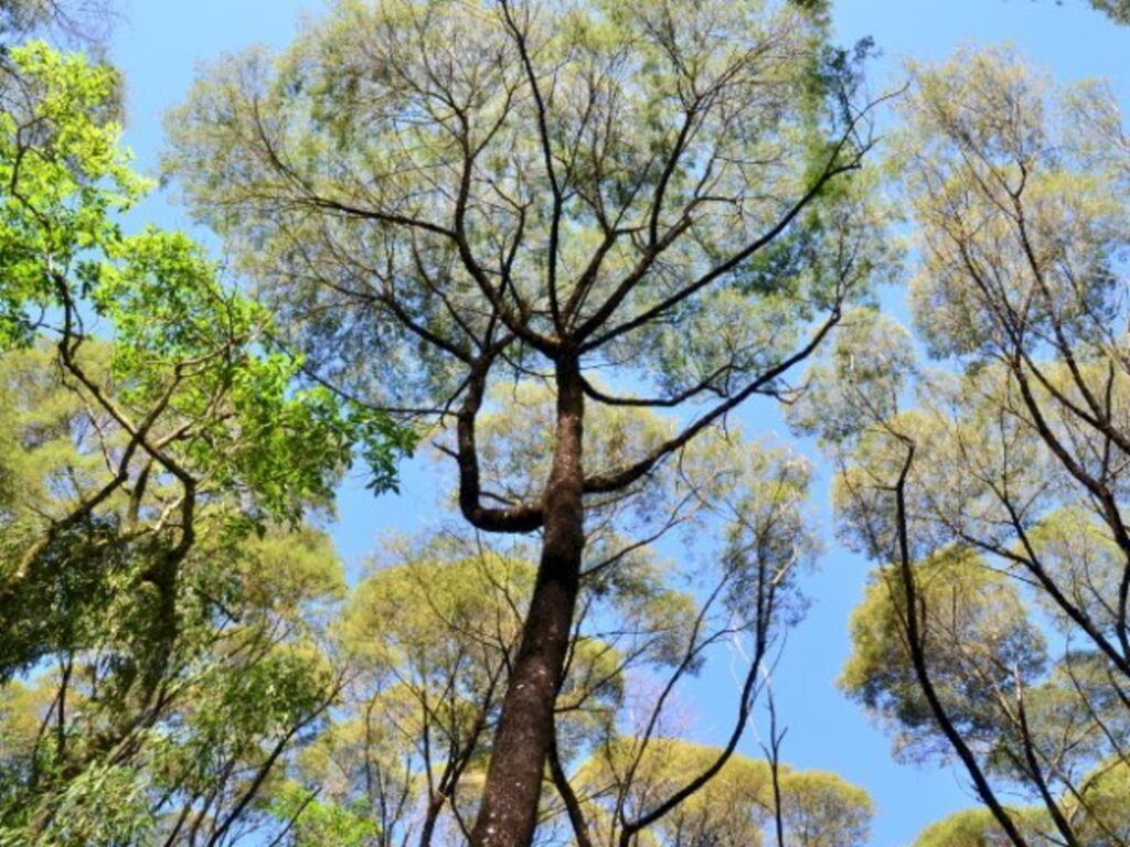 Epagri abre concurso de fotos e desenhos da Mata Atlântica para estudantes