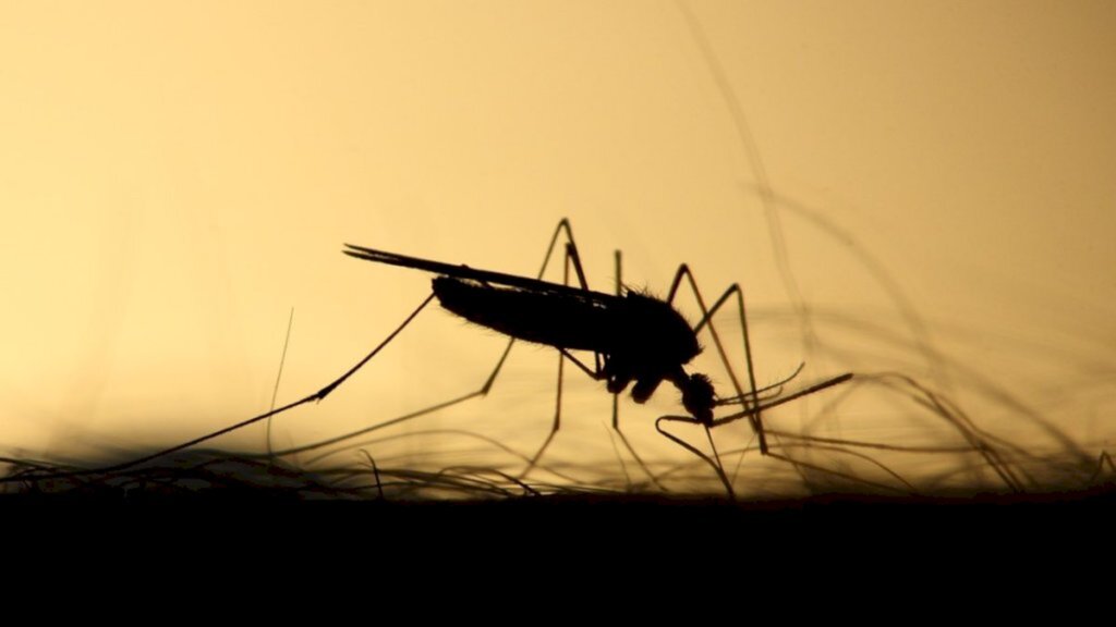 Divulgação - Seis pessoas já morreram de dengue, em Santa Catarina