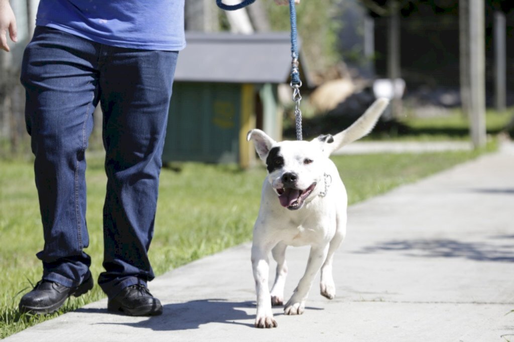 CBEA alerta sobre aumento dos casos de abandonos de pit bulls