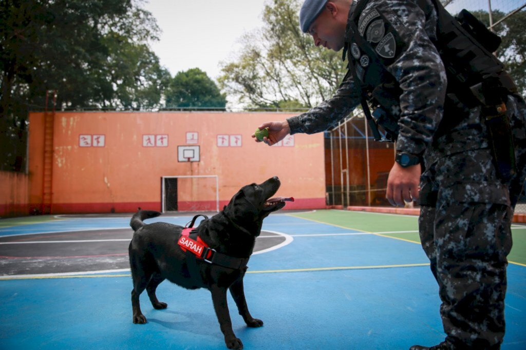 Cadela que atuou em Brumadinho se aposenta do Corpo de Bombeiros