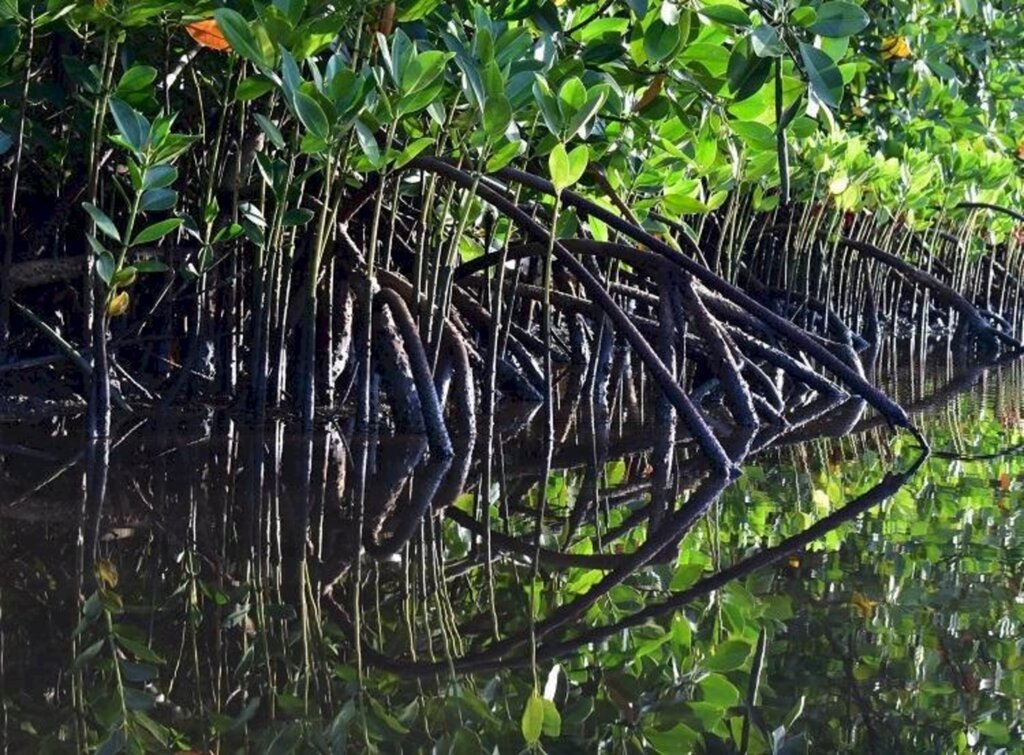 Dia Mundial de Proteção aos Manguezais - 26 de julho