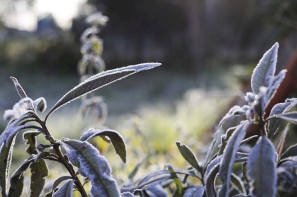 SC: Dia mais frio do ano tem temperaturas abaixo de zero em 69 municípios