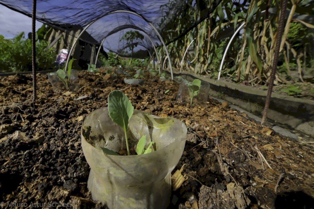 CVJ: Hortas comunitárias mais próximas de terem uma nova lei