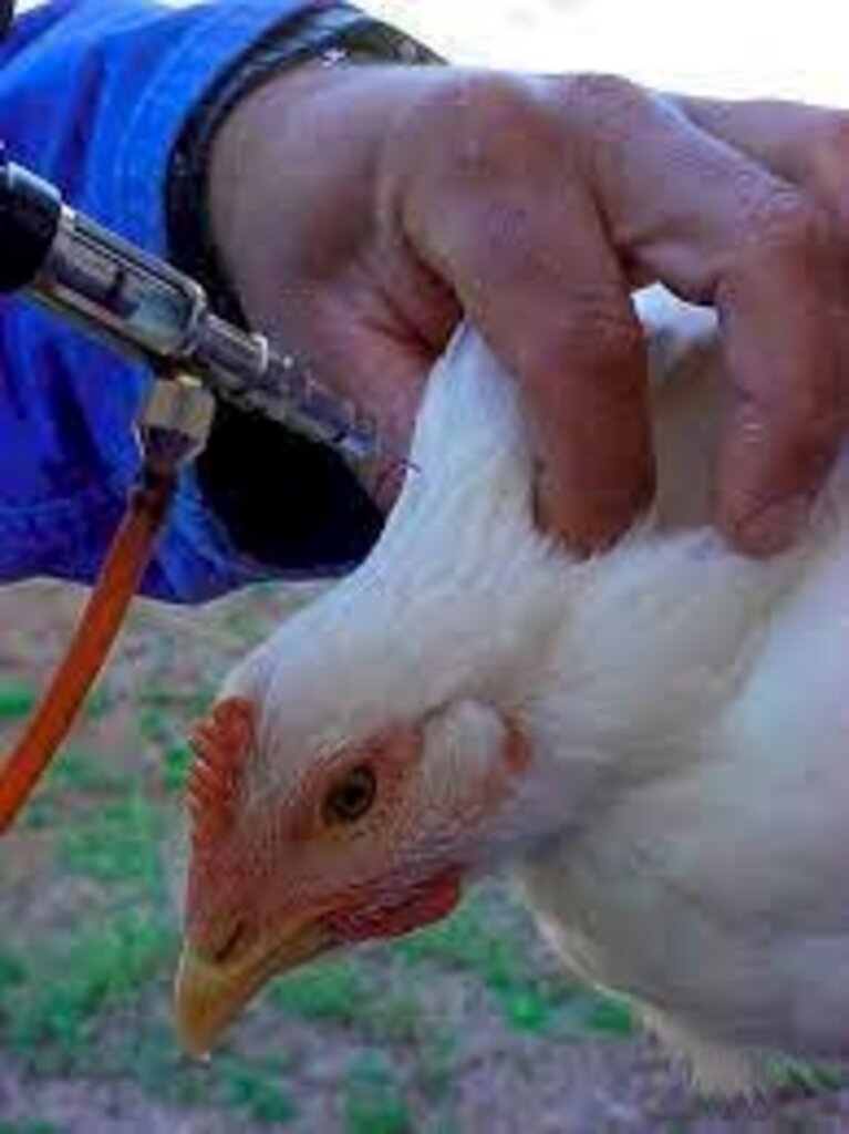 Vacinação em aves é destaque no 13º Simpósio da Acav