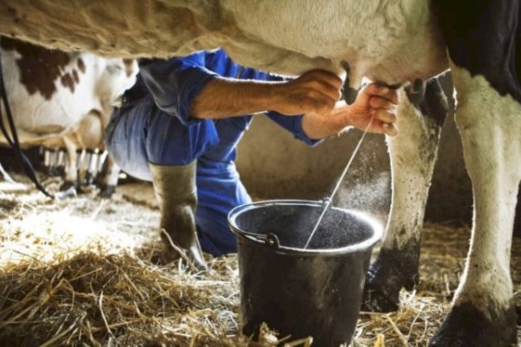 Preço de leite são destaques do Boletim Agropecuário de agosto da Epagri/SC