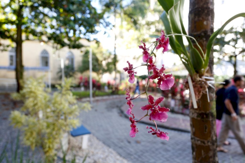 Jardim do Hospital São José é embelezado com orquídeas