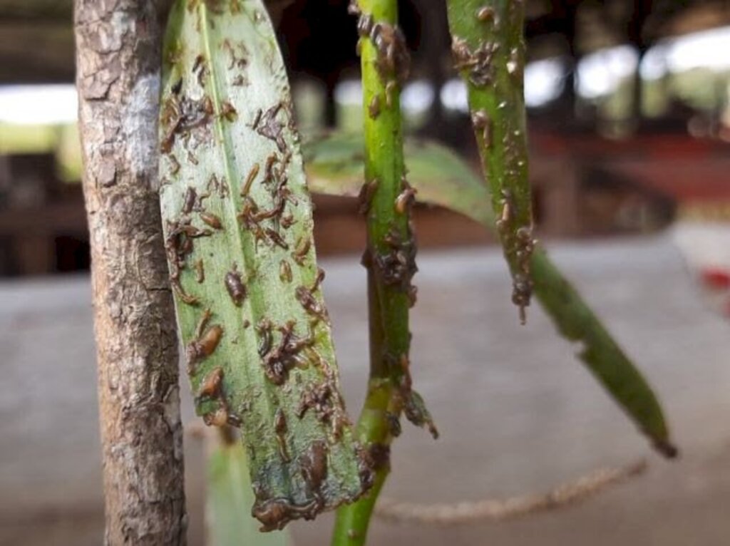 Divulgação-EPAGRI - Larvas e pupas do borrachudo precisam de luz, matéria orgânica, água corrente oxigênio e algum material para se fixar