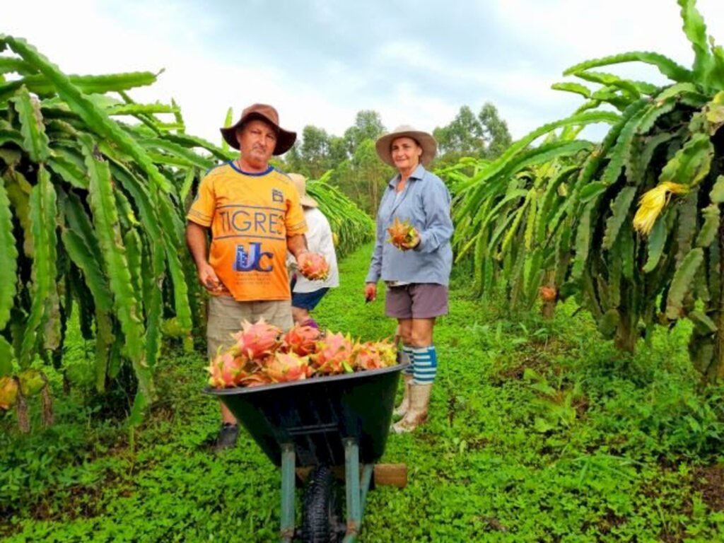 Divulgação-EPAGRI - Família Rocha, de Maracajá, trocou a produção de fumo pelo cultivo orgânico de pitaia