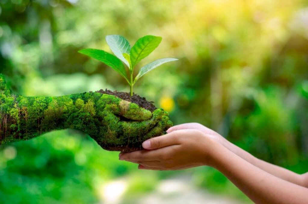 Plantar uma árvore pode ser o recomeço