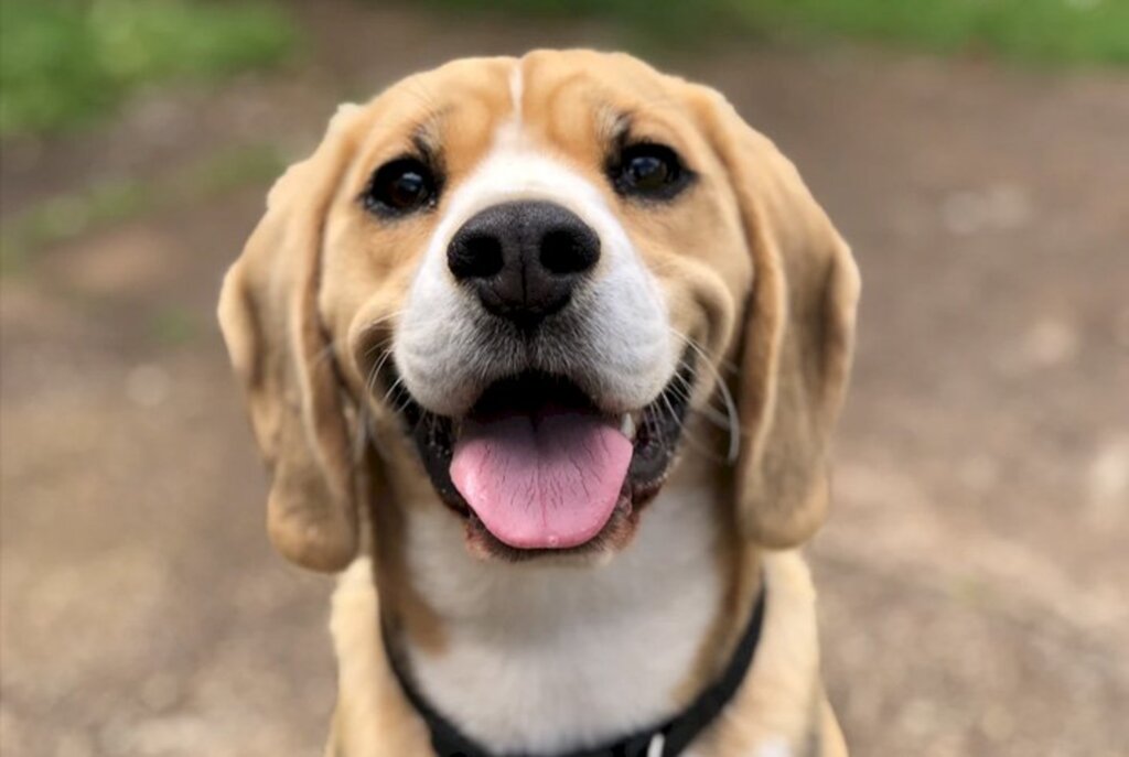 Feira virtual de adoção do Centro de Bem Estar Animal agora é permanente