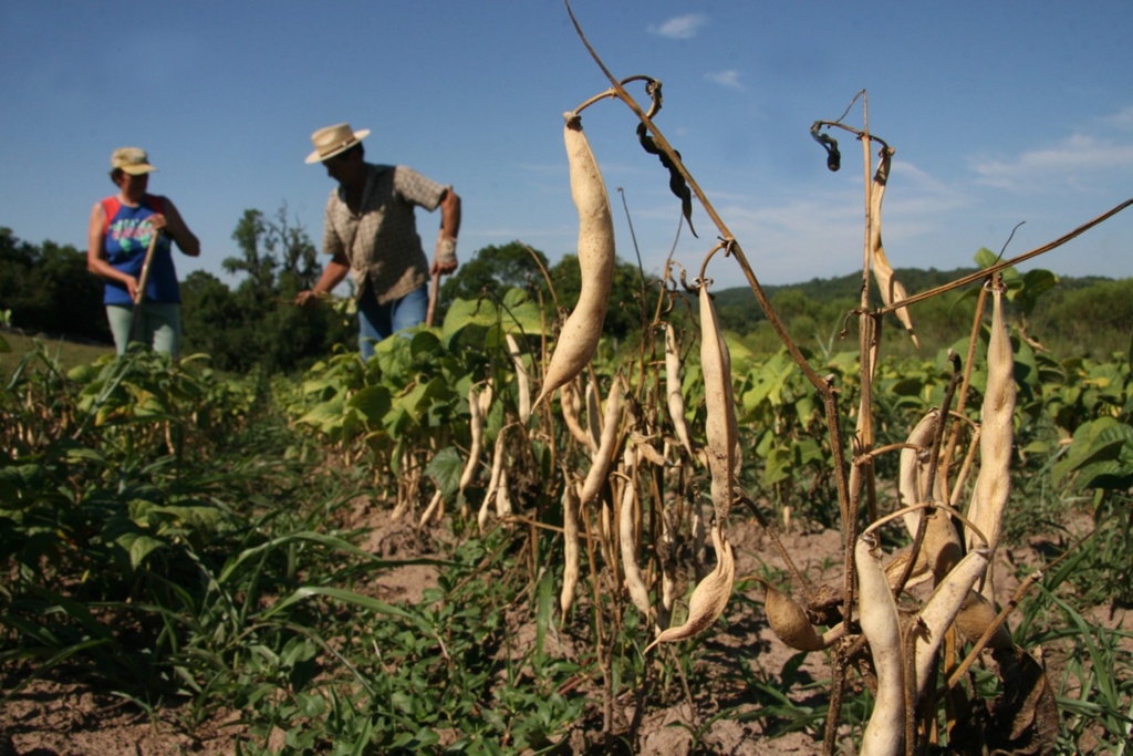 Foto: Carlos Queiroz/DP - Podem receber os recursos agricultores familiares atingidos pela estiagem