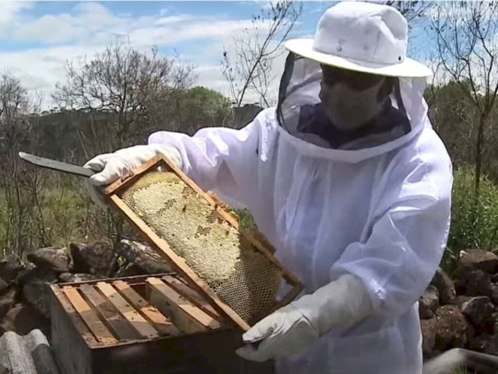 Divulgação - A floração da planta vai de 10 de dezembro a 10 de janeiro