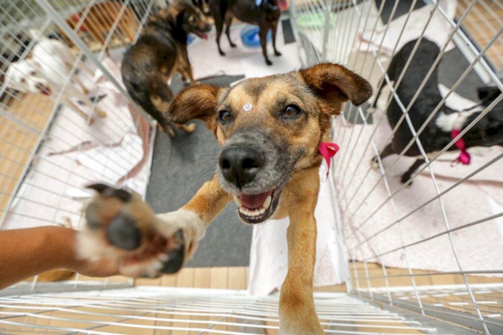 No sábado a Clínica Veterinária Duhan Tamys promove FEIRA de 'AU' DOÇÃO